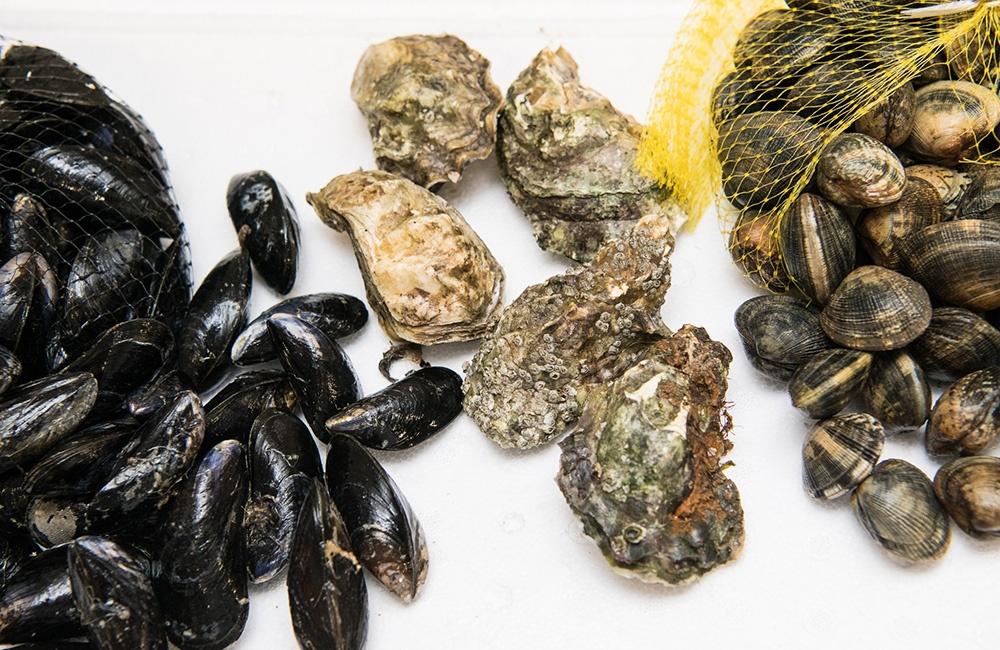 Shellfish