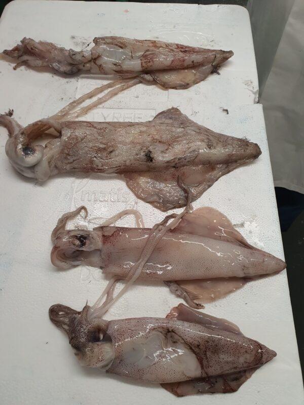 Squid Whole
