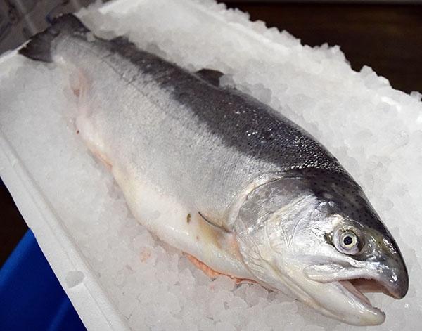 Sea Reared Trout Whole - The Stickleback Fish Company Ltd