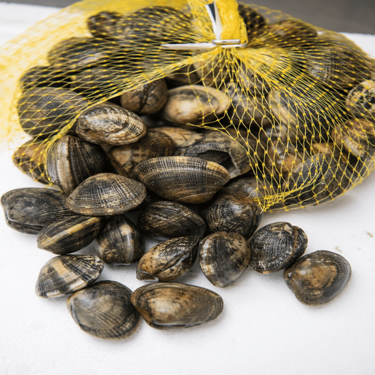 Clams Palourdes Live 1kg The Stickleback Fish Company Ltd