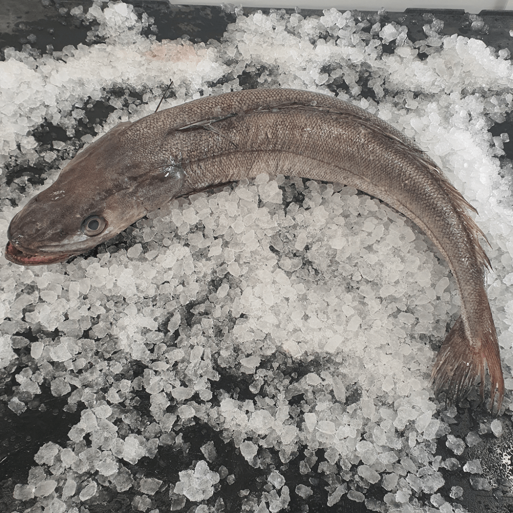 Hake Whole Head On The Stickleback Fish Company Ltd