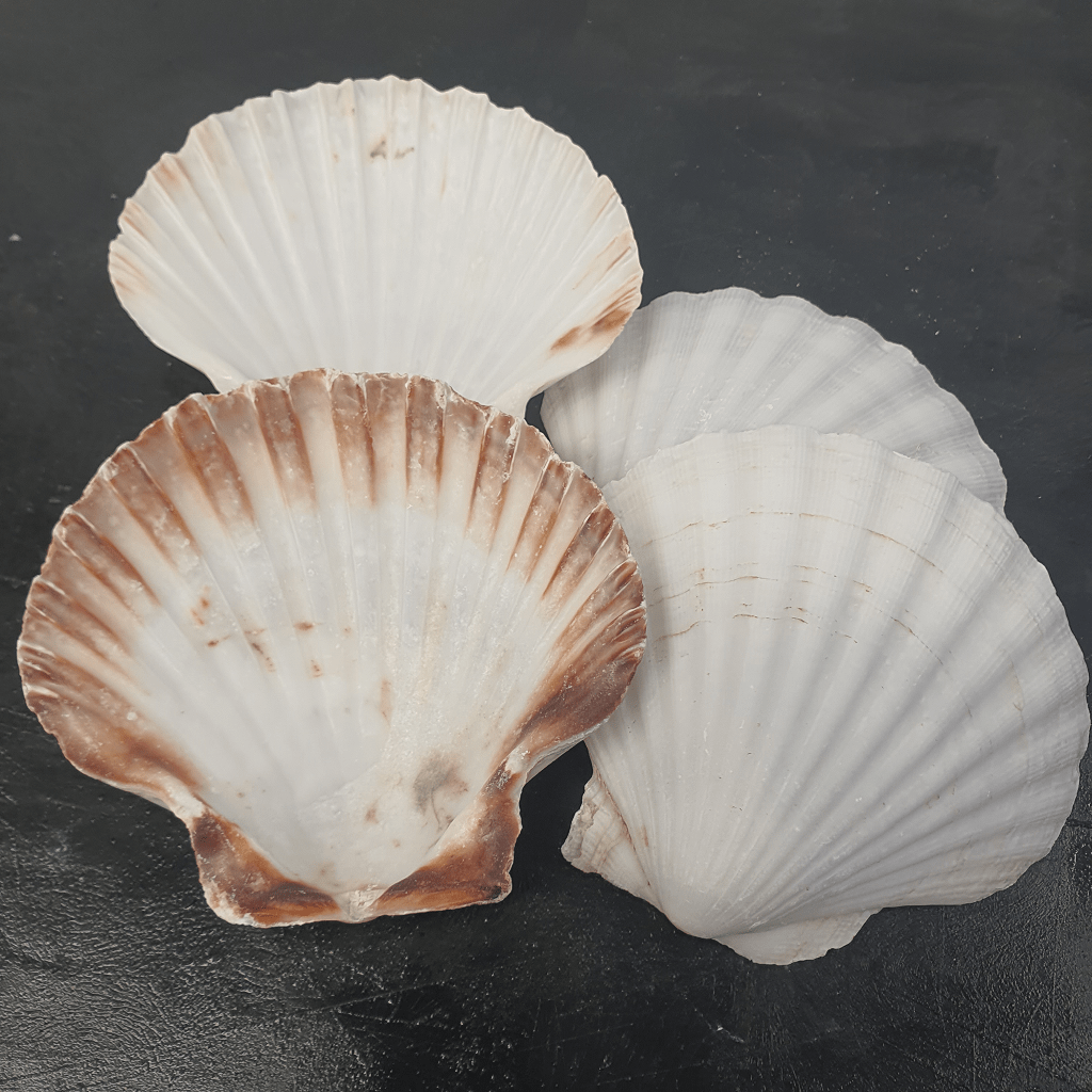 Scallop Shells Empty 10-13cm EACH - The Stickleback Fish Company Ltd