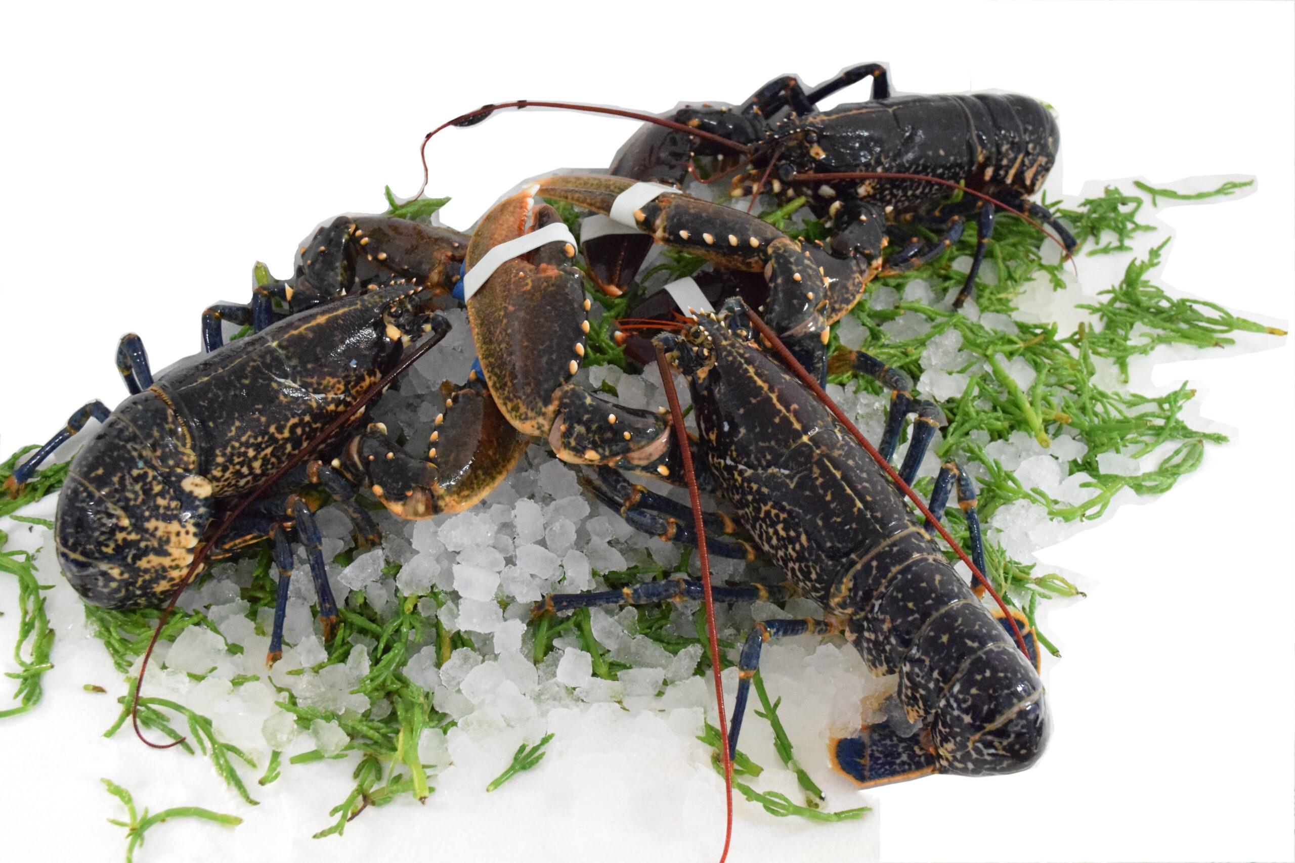 Shellfish