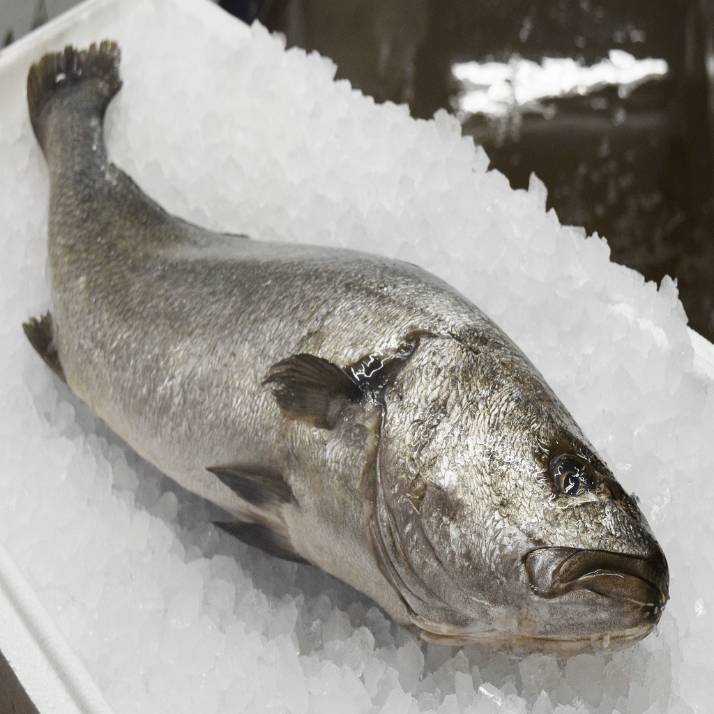 Stone Bass (Meagre) Whole - The Stickleback Fish Company Ltd