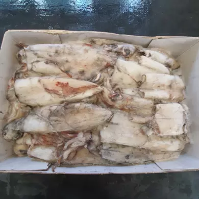 Squid Whole Uncleaned FROZEN