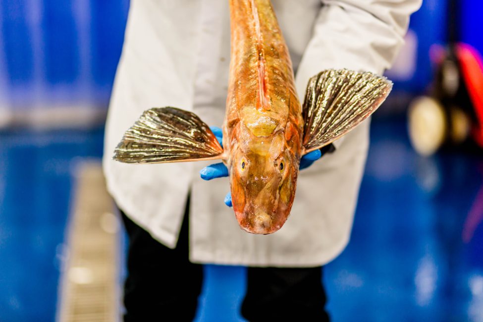 Fresh Fish